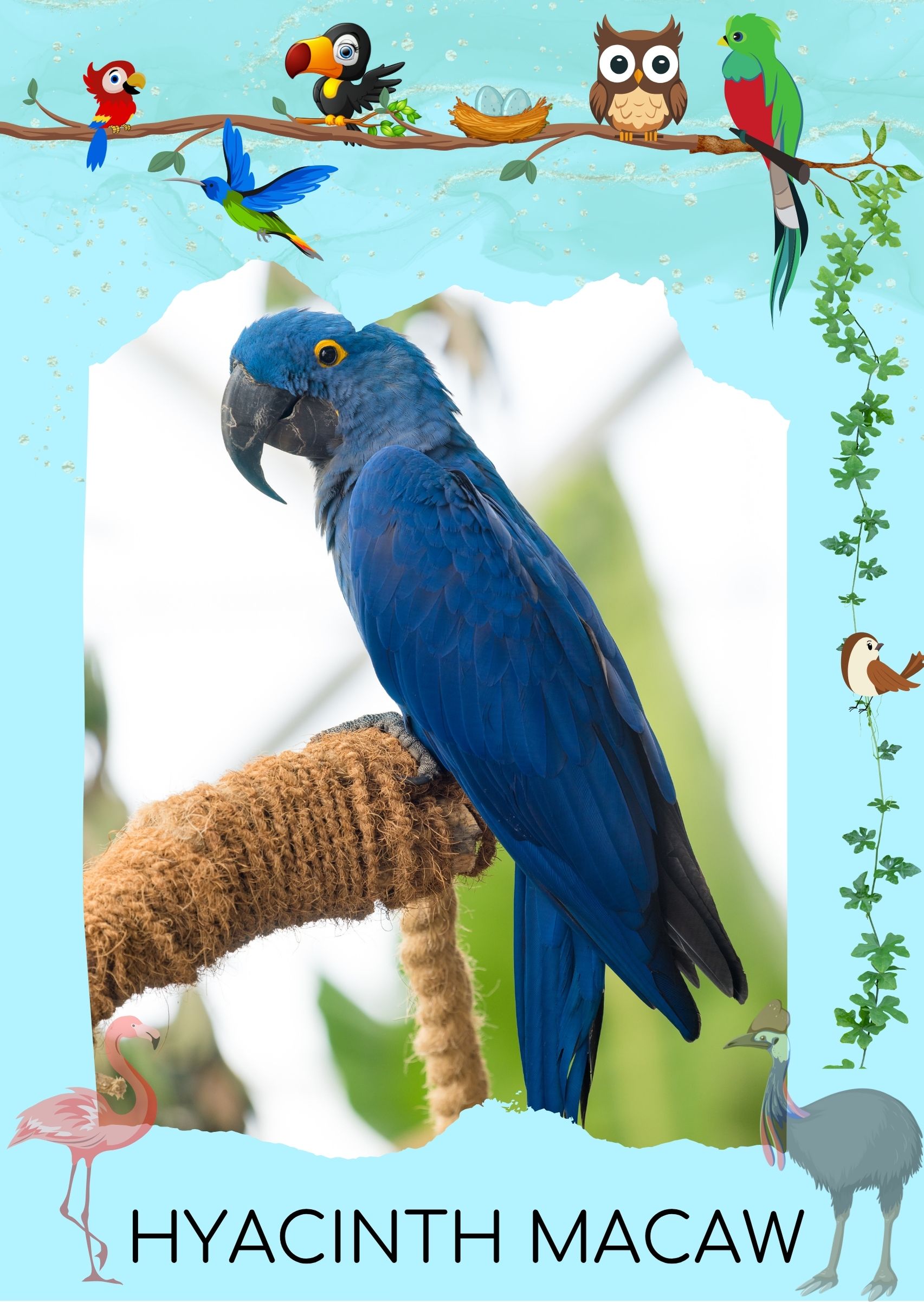 Bird 1 Front